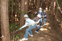 なかなか倒れない檜を力を合わせて倒しました