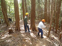 間伐作業の模様