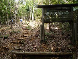 連合大阪の森の中腹まで階段が続きました