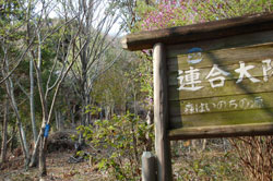 残念ながら、桜は１本だけ咲いていました（写真中央やや左の奥の方）